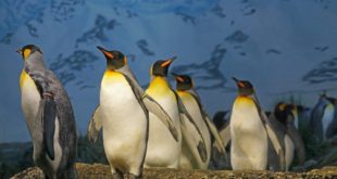 Penguin colonies resemble liquids, physicists find