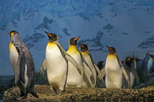 Penguin colonies resemble liquids, physicists find