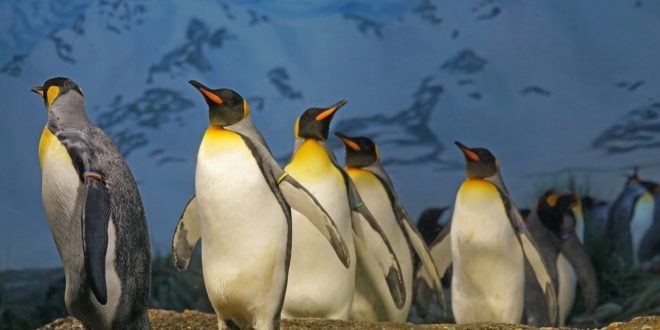 Penguin colonies resemble liquids, physicists find
