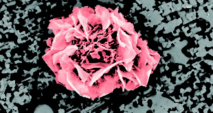 Material analysis: RINA invests in new scanning electron microscope