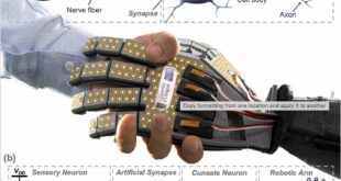 Artificial skin capable of feeling ‘pain’ could lead to new generation of touch-sensitive robots