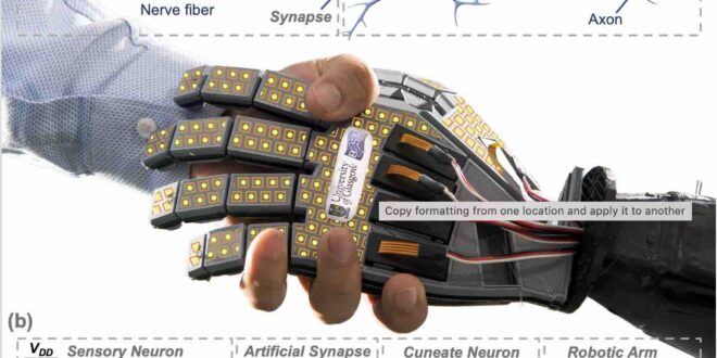 Artificial skin capable of feeling ‘pain’ could lead to new generation of touch-sensitive robots