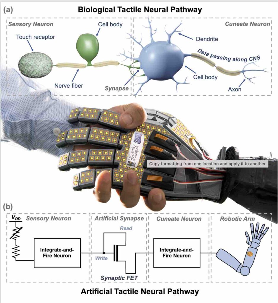 Artificial skin capable of feeling ‘pain’ could lead to new generation of touch-sensitive robots